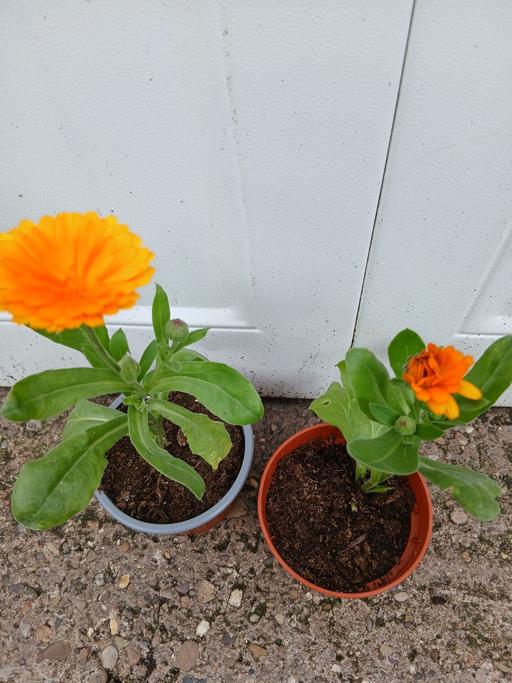  — Calendula