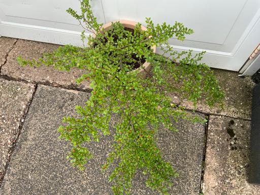  — Cotoneaster horizontalis