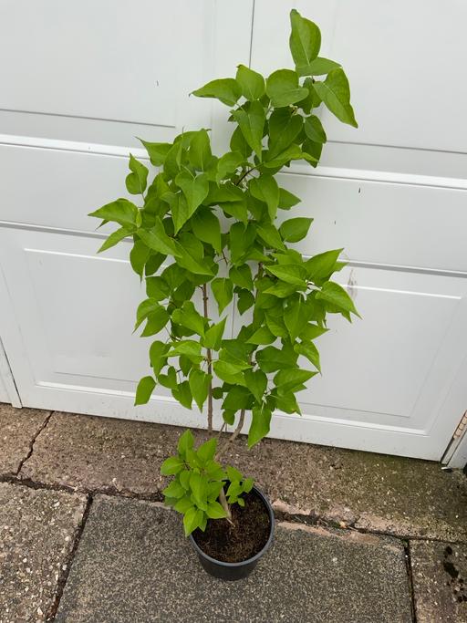 — Shrub Lilac Syringa Vulgaris