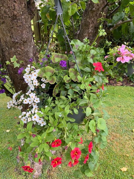  — Summer hanging baskets