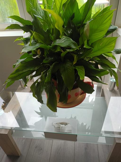  — HOUSE PLANT