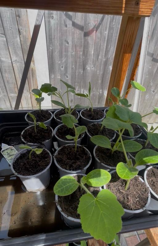 — Vegetable Plants for Sale