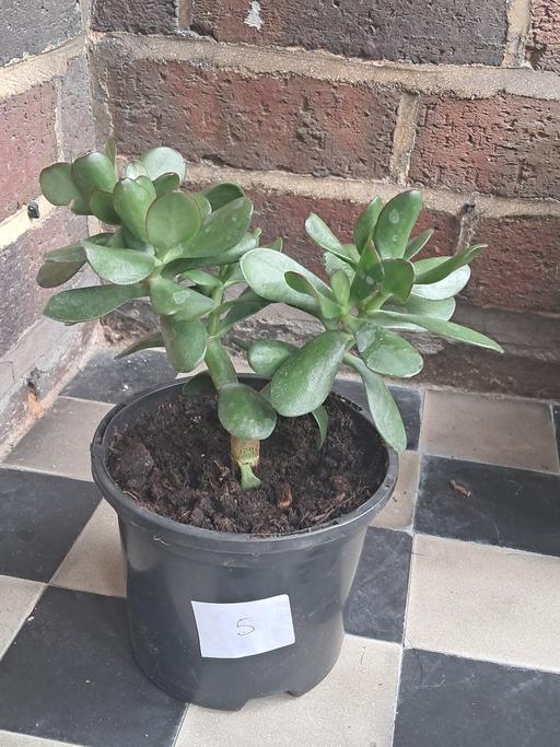  — MONEY PLANT