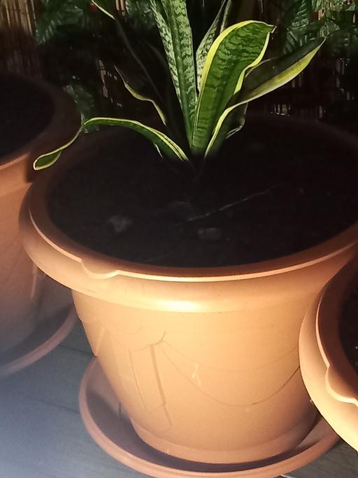 — huge pot with mother in law plant
