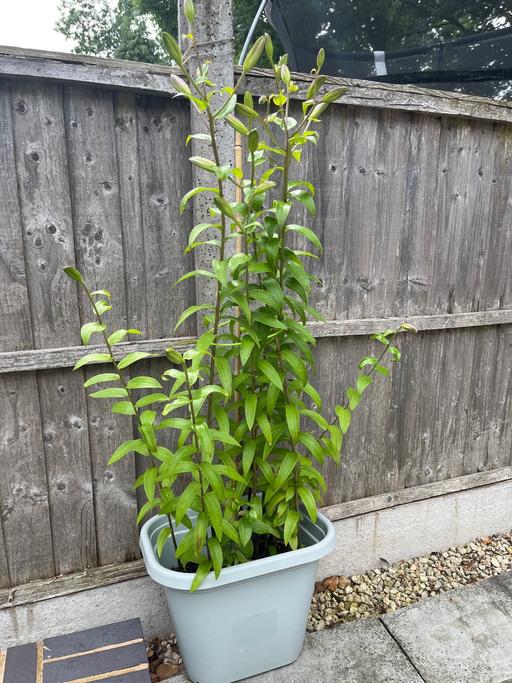  — Lily’s in pot , ideal against fence pipe