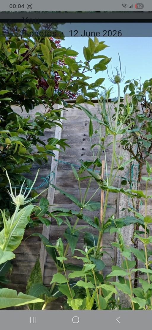  — TEAZEL PLANTS PROVIDE BIRDS WITH SEEDS