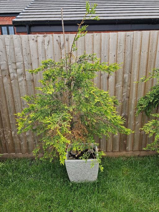  — Leylandii Tree 🌳 ♥️ in Classy Pot