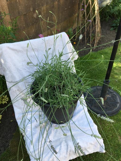  — Large Lavender