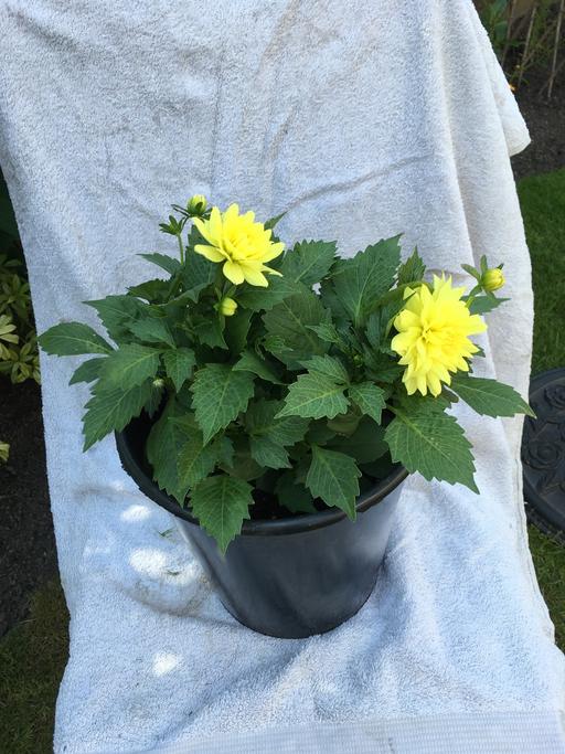  — Dahlia