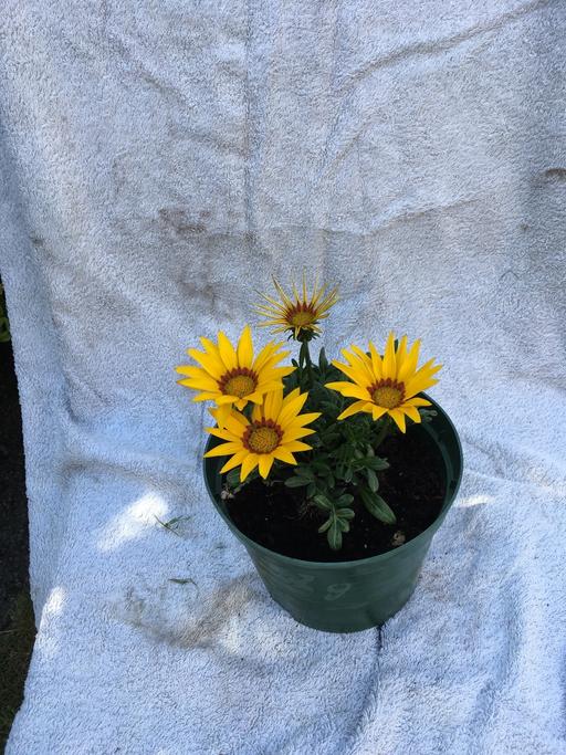  — Gazania