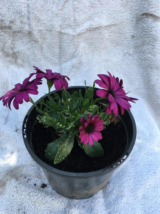  — Osteospermum