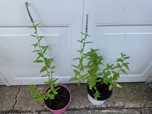  — Perennial  Veronica longifolia
