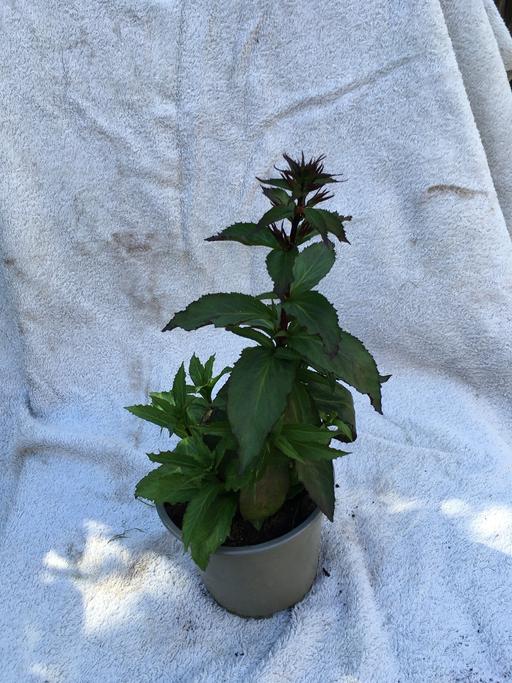  — Lobelia