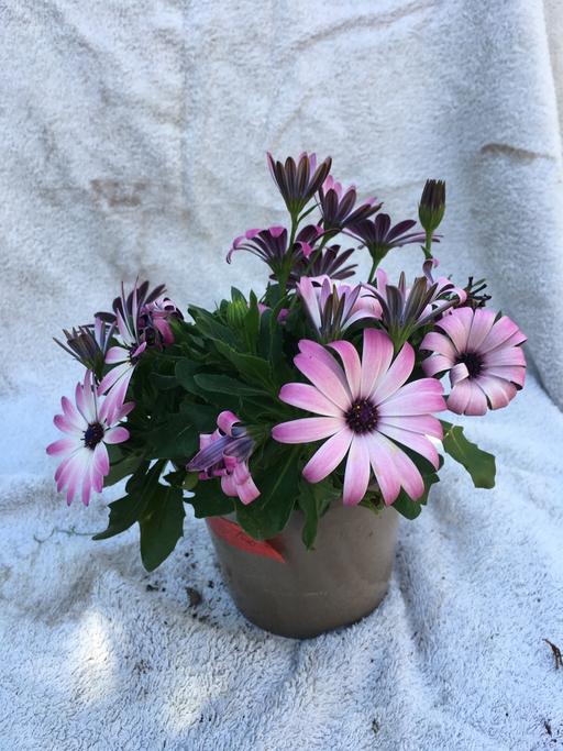  — Osteospermum