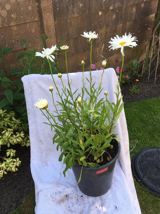  — Leucanthemum