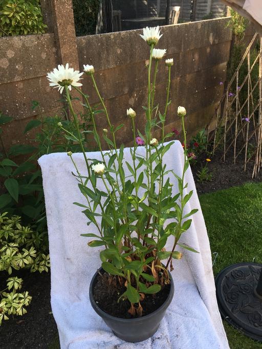 — Leucanthemum