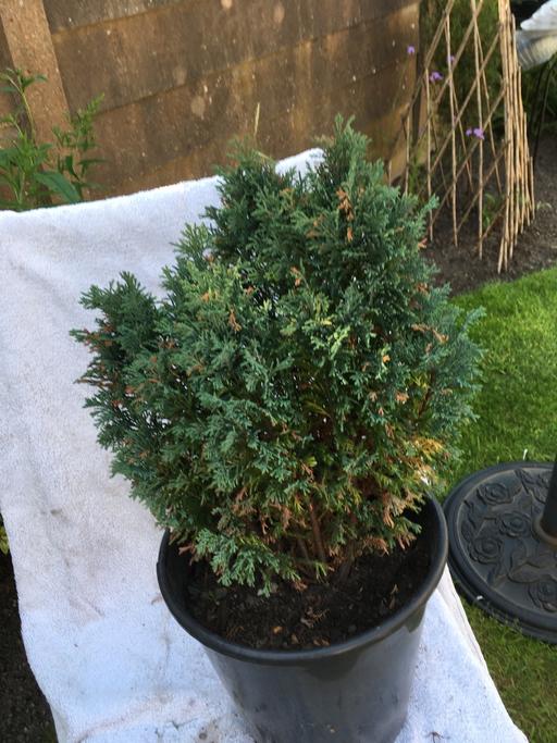  — Dwarf Conifer
