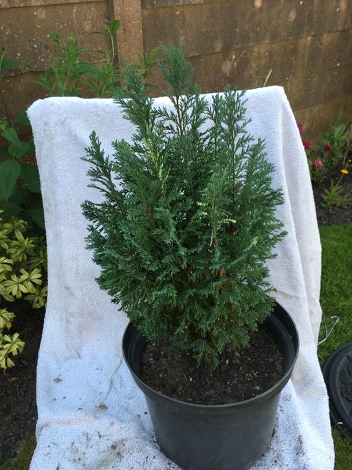  — Dwarf Conifer