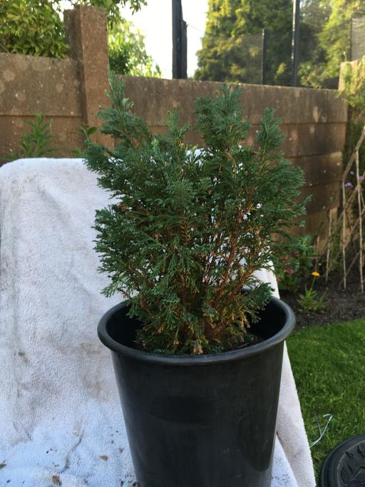  — Dwarf Conifer