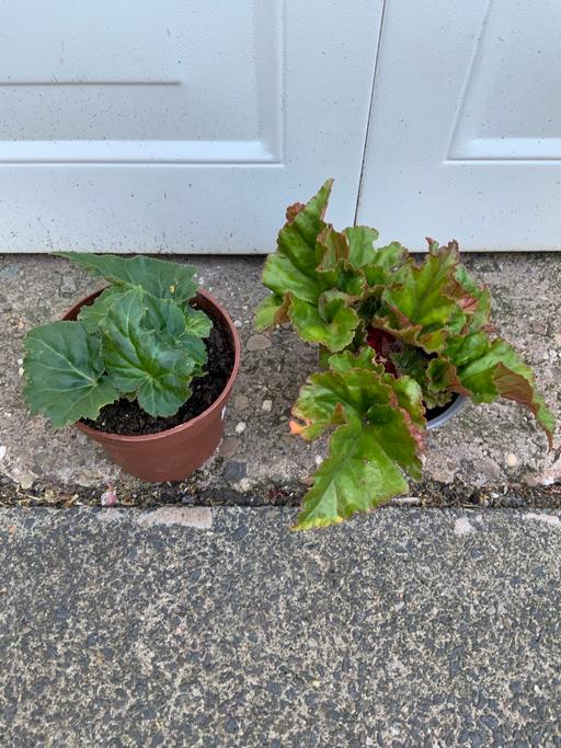  — Non stop begonias