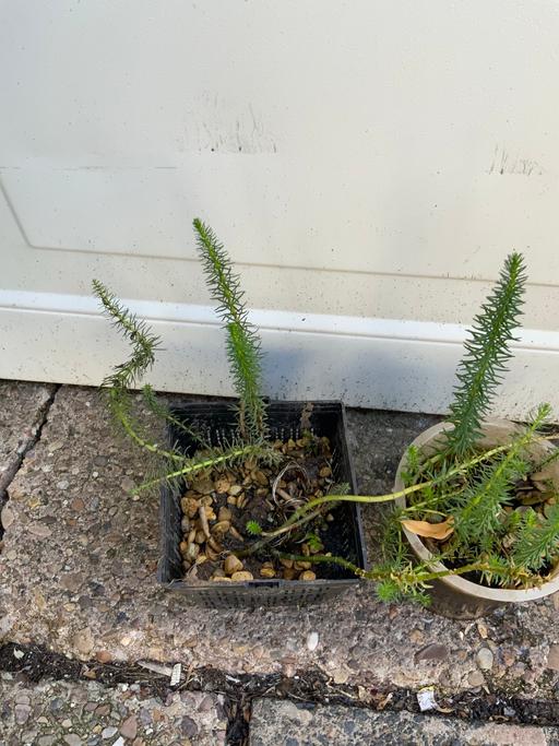  — Pond plant hippurus vulgaris