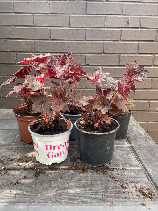  — Heuchera plants