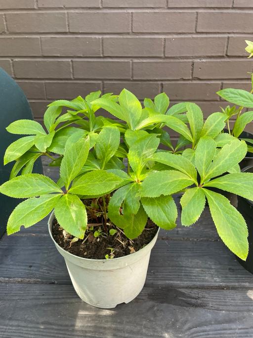  — Large Hellebore plant