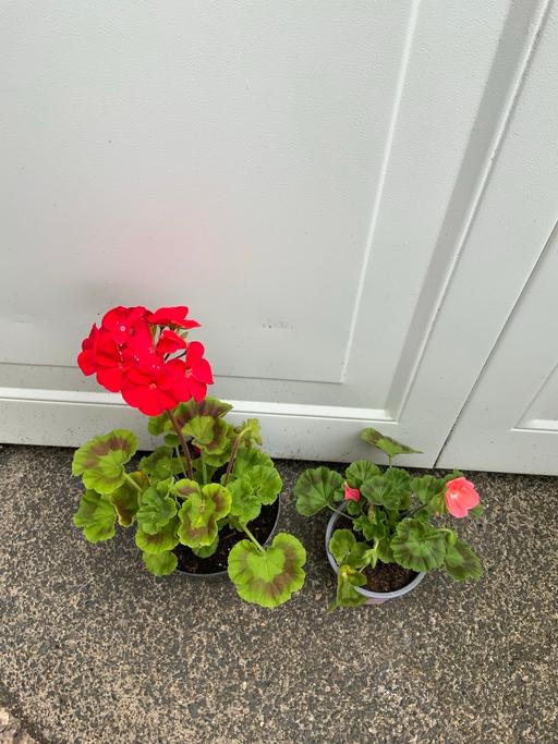  — Geraniums