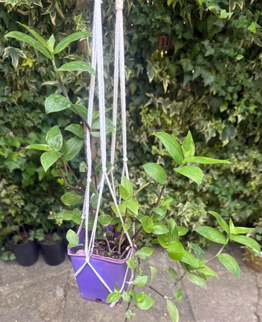  — Tradescantia plant with hanging
