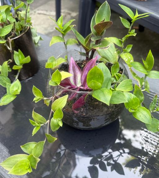  — Tradescantia with the pot