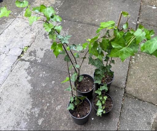  — 4x English Ivy Plants in Pots