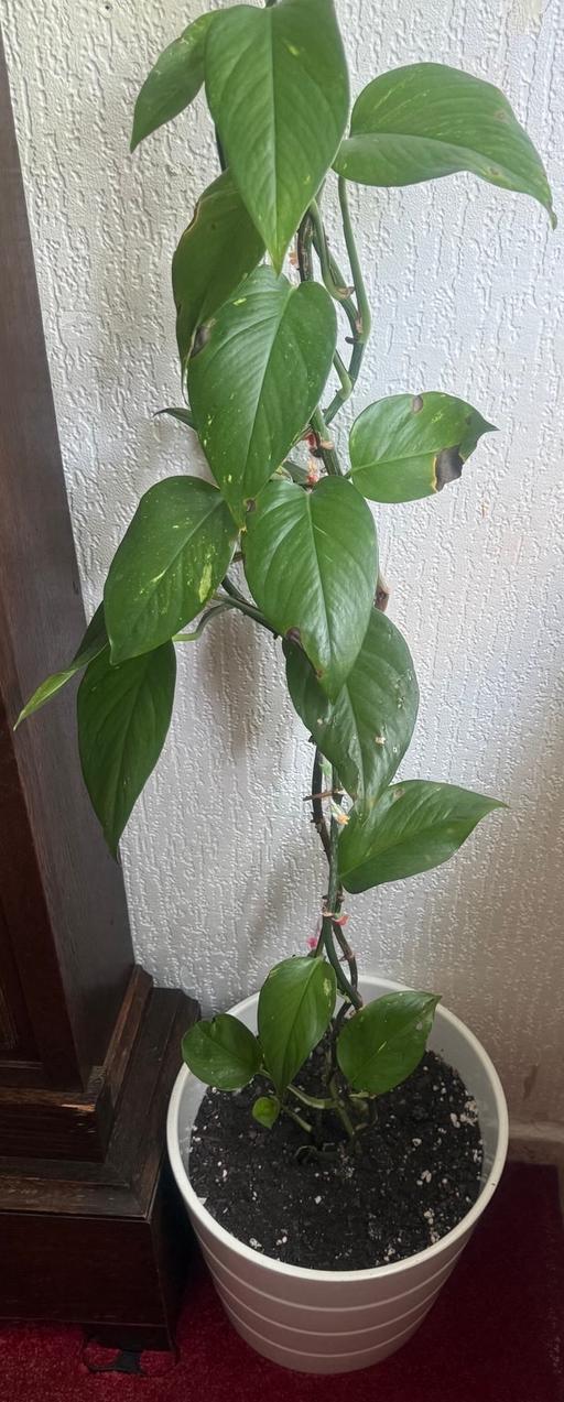  — Large Devil's Ivy House Plant  🪴
