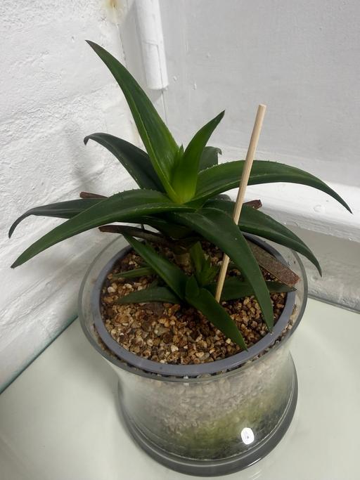  — Aloe Vera Plant in Clear Glass Pot