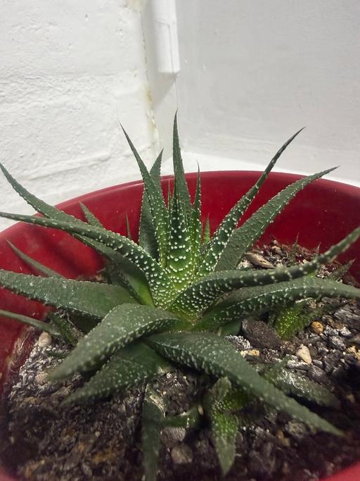  — Healthy Haworthia Succulent in Red Pot