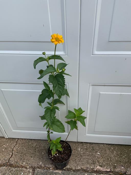  — Heliopsis Scabra  Summer sun