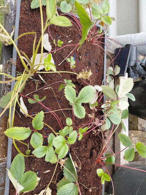  — strawberry plants