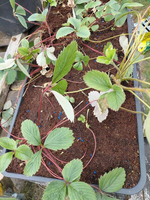  — strawberry plants