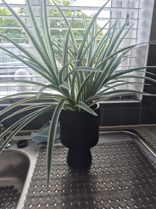  — Artificial  SPIDER PLANT
