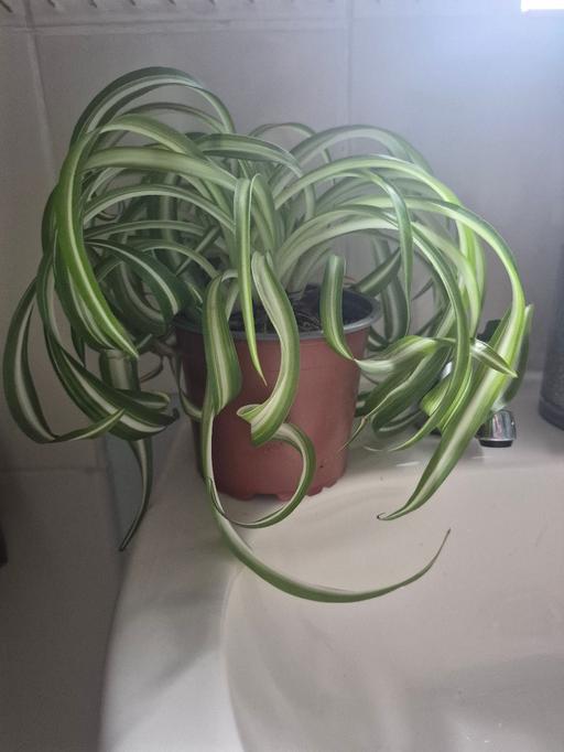  — REAL SPIDER PLANT
