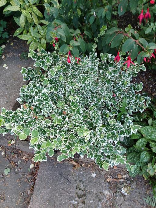  — BUSH NO IDEA TYPE STAYS EVERGREEN CREAM/GREEN