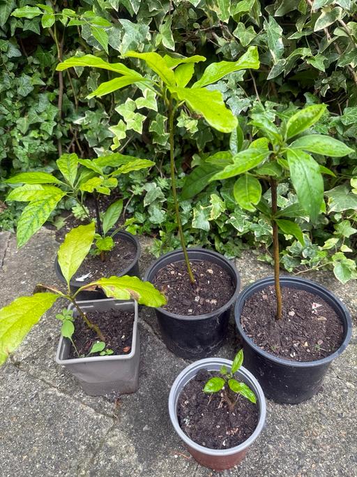  — Avocado Plants in Pots – Healthy & Growing