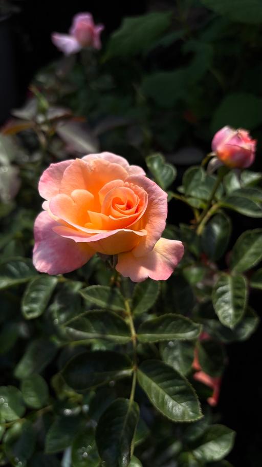  — Scent from heaven climbing rose plant.