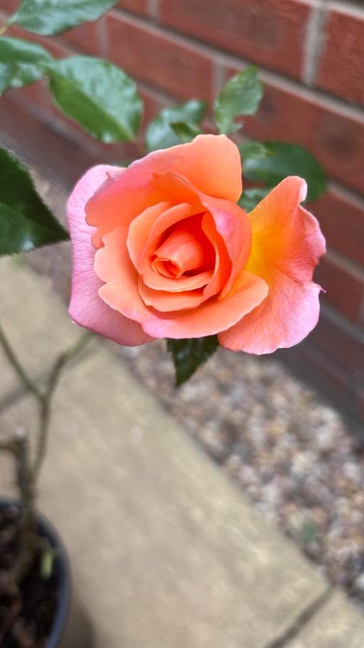  — Rose plant in a 3 Litre pot