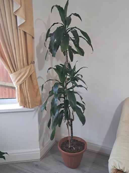  — HOUSE PLANT