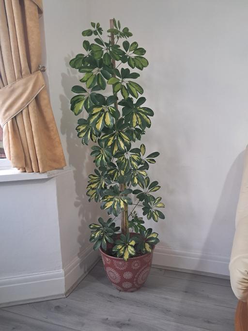  — HOUSE PLANT