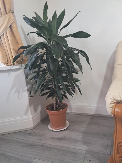  — HOUSE PLANT