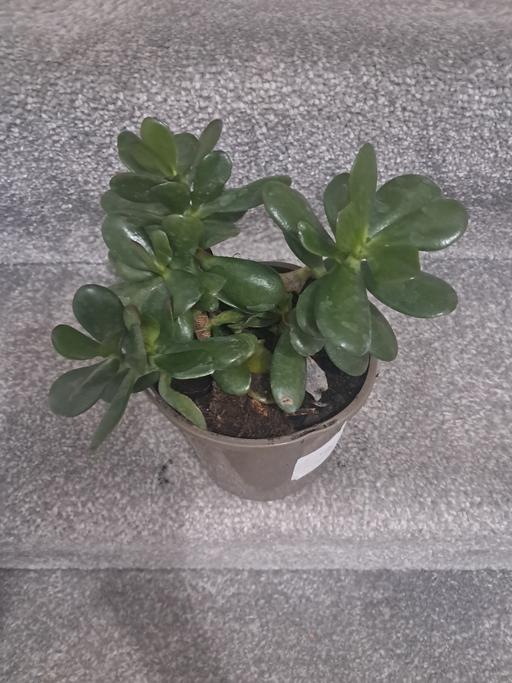  — MONEY PLANT.