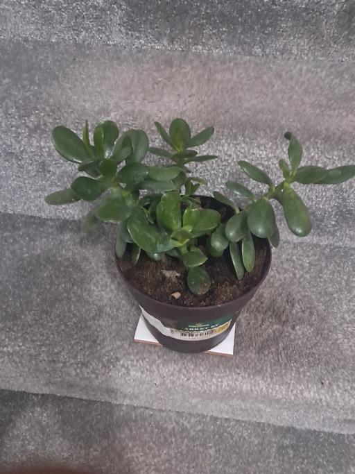  — MONEY PLANT