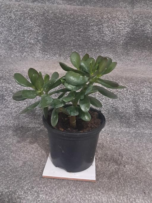  — MONEY PLANT.