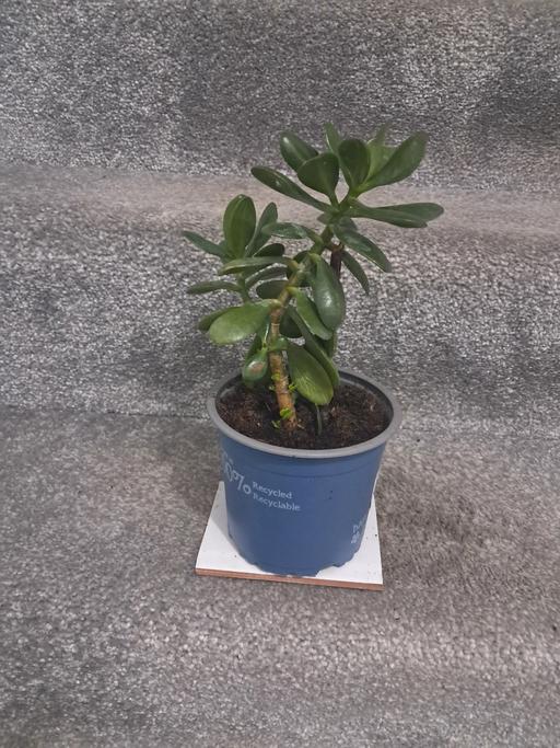  — MONEY PLANT .